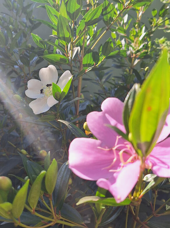 Francesta (minha árvore de manacá da serra) e suas primeiras abelhas. 2024.