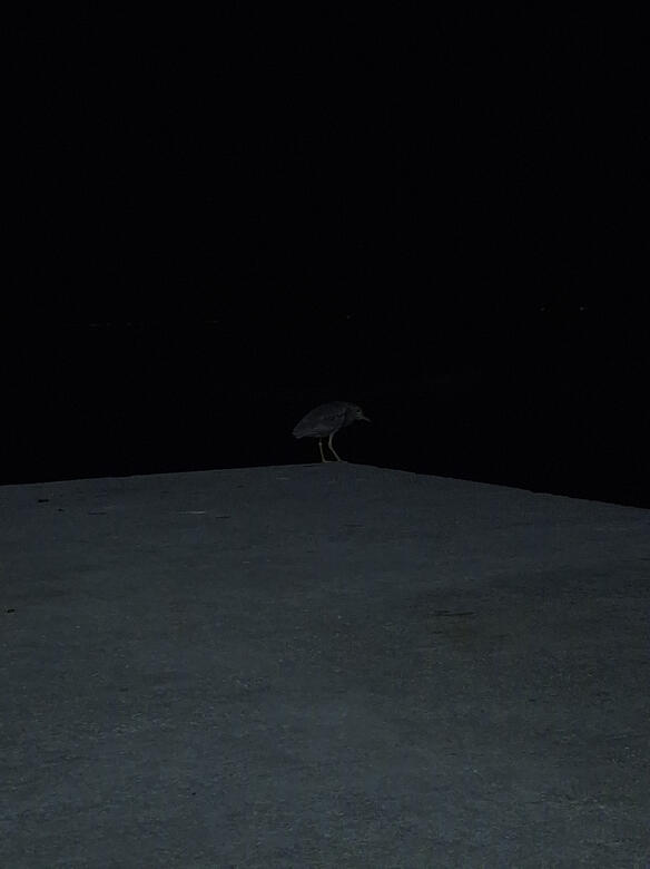 Pescador noturno. Florianópolis, 2024.