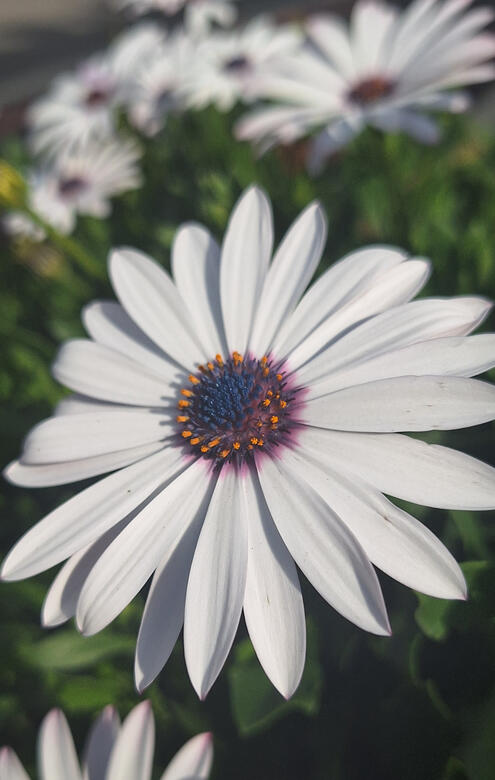 Flor de inverno perto de casa, 2025.